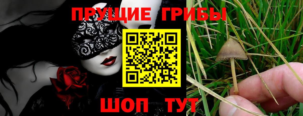 Волгодонск  Псилоцибиновые грибы Cubensis  Вход с VPN 